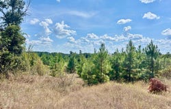 FM 251 N, Bloomburg, TX 75556