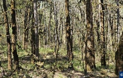 Iris Cir lot: 7, Philomath, OR 97370