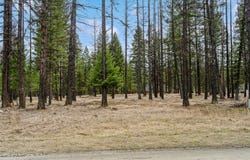 25 Hillcrest Drive, Eureka, MT 59917