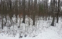 597 FOREST HAVEN DRIVE, DANIELS, WV 25832