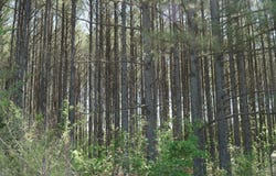 Byler Road, Eldridge, AL 35554