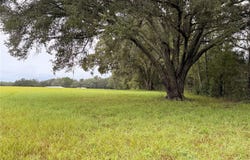 6851 SE HIGHWAY 41, MORRISTON, FL 32668