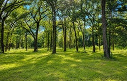 County Road 1503, Point, TX 75472
