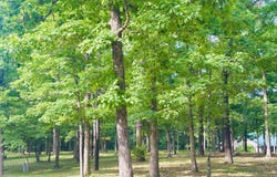 252 Mitchell Road, Mountain View, AR 72560