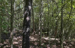 110 Peninsula Drive, Laurens, SC 29360