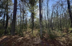 Joe Lee Rd lot: 4-A, Walker, LA 70785