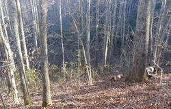 Red Hawk Bluff lot: 16, Dillsboro, NC 28725