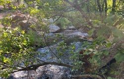 0000 Logging Rd., Viola, CA 96088