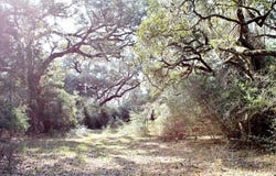 TBD Lobo Lane, Columbus, TX 78934