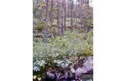 Box Caynon Ln, Cascade, MT 59421