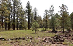 Rhyolite Road lot: 44, Grants, NM 87020