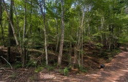 AL-17, Millport, AL 35576