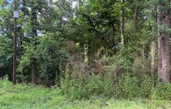 Black Jack Rd, Rockwood, TN 37854