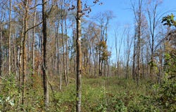 Woods Road, Isle, MN 56342