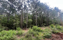 TRACT 57 FM 1751, San Augustine, TX 75972