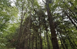 Pickens Rd., Aliquippa, PA 15001