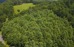 Cardinal, Galax, VA 24333