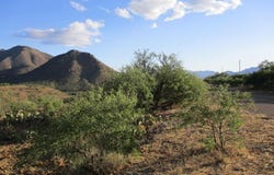 164 Circulo Frutas, Rio Rico, AZ 85648