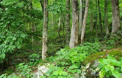 Thorncliff Drive lot: 87, Seven Devils, NC 28607