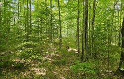 W Herzog Road lot: W Herzog Rd, Iron Mountain, MI 49801