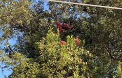 6025 NW 68TH Street, OCALA, FL 34482