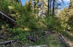 146 Starview PL, Boulder Creek, CA 95006
