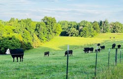 00 Crocus Rd, Glens Fork, KY 42741