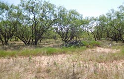 6245 HWY 83, Winters, TX 79567