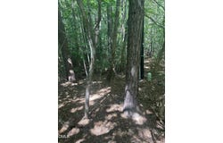 1317 Pine Trail, Clayton, NC 27520