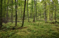 Old Beechwood Road, Iron River, MI 49935