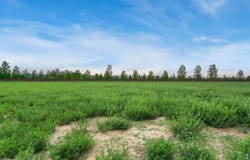 1574 Hauck Meadows Dr, Frederick, CO 80504