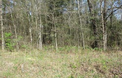 County Road 2958, Alba, TX 75410
