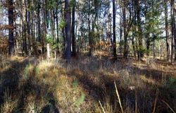 Lt.7 LAKE SINCLAIR DR., Sparta, GA 31087