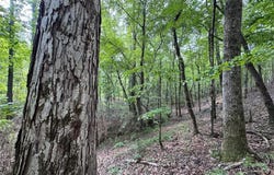 PARKER ISLAND Road, EQUALITY, AL 36026