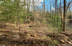 Ivy Log Rd lot: 9, MURPHY, NC 28906