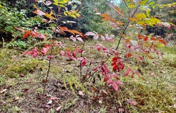 CO RD 62, Haleyville, AL 35565