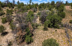 3620 ZANE GREY Trail, Overgaard, AZ 85933