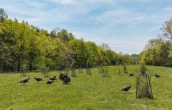 305 Ingram Road, Pulaski, TN 38478