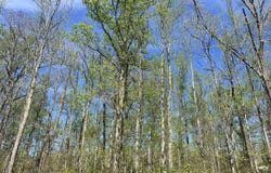 35 Torpedo Ct (Lot 119), Cedar Grove, TN 38321