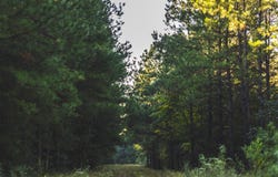 Bill Hubbard Rd, Braxton, MS 39044