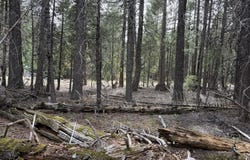Westward Ho Road, Shingletown, CA 96088