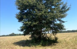 3196 Raborn Rd, Magnolia, MS 39652