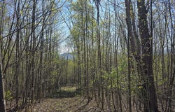 S FT VALLEY RD lot: 2, MADISON, VA 22727
