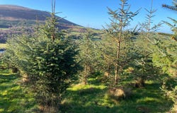 Knockroe, Borris,