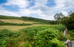 Lot 7, Gurteen, Kilgarvan, V93W293