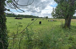 Kilmallock, Grange, V35EE33