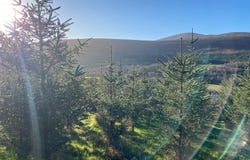 Knockroe, Borris,