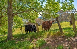 Wheatstone Road, Outer Kaiti, Gisborne