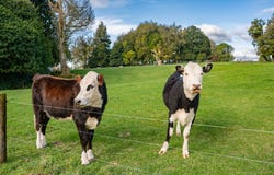 950B No 2 Road, Te Puke, Western Bay Of Plenty