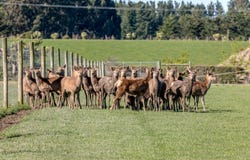 Downs Road, Hororata, Selwyn